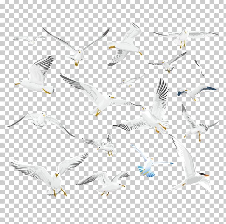 Gulls Bird Make More! PNG, Clipart, Angle, Animals, Beak, Branch, Collection Vector Free PNG Download