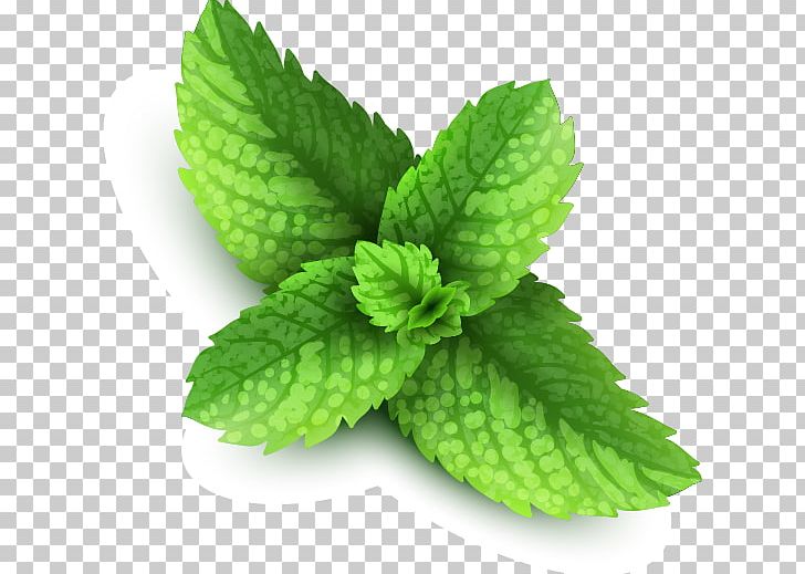 Mentha Spicata Peppermint PNG, Clipart, Drawing, Herb, Herbalism, Leaf, Mentha Spicata Free PNG Download