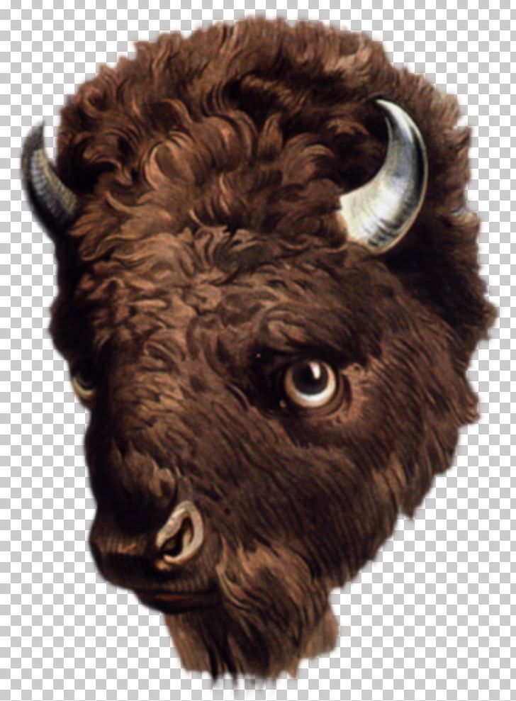 American Bison Buffalo Drawing Art PNG, Clipart, African Buffalo, American Bison, Art, Bison, Buffalo Free PNG Download