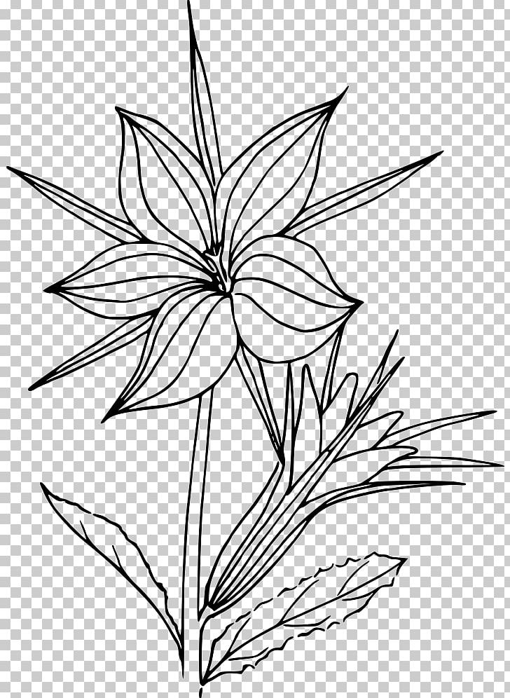 Black And White Flower Line Art Botany Drawing PNG, Clipart, Artwork, Black And White, Botanical Illustration, Botany, Branch Free PNG Download