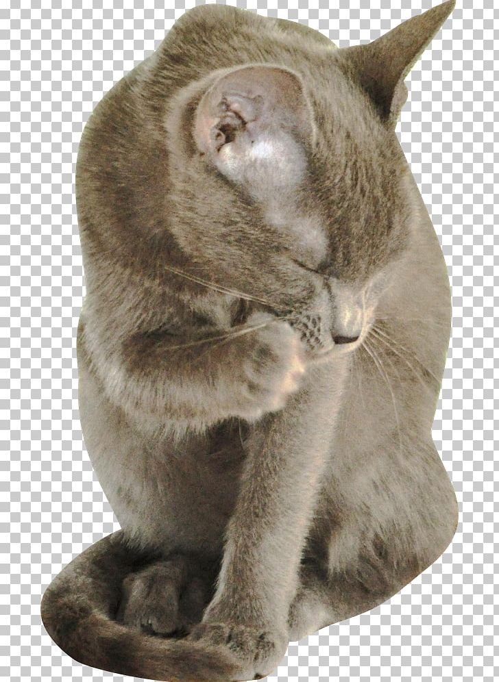 Russian Blue Korat Burmese Cat Chartreux British Shorthair Png