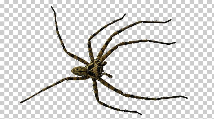 Spider Insect Stock.xchng Argiope Bruennichi PNG, Clipart, Arachnid, Arachnophobia, Argiope Bruennichi, Arthropod, Cartoon Spider Web Free PNG Download
