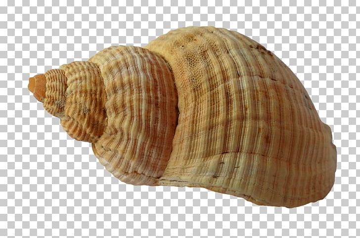 Clam Seashell Mollusc Shell Beach PNG, Clipart, Animals, Beach, Caracola, Clam, Clams Oysters Mussels And Scallops Free PNG Download