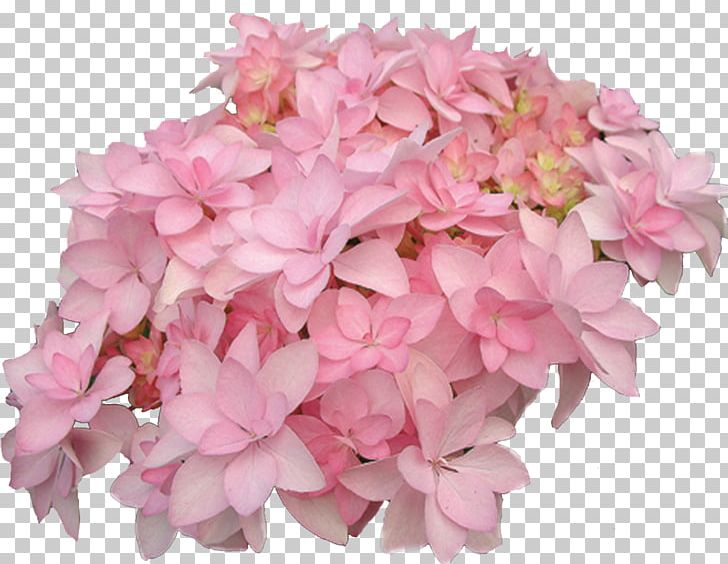French Hydrangea Hydrangea Serrata Panicled Hydrangea Flower Shrub PNG, Clipart, Cornales, Cut Flowers, Deciduous, Flower, Flowering Plant Free PNG Download