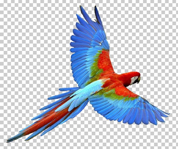 Parrot Bird Flight PNG, Clipart, Beak, Bird, Color, Common Pet Parakeet, Display Resolution Free PNG Download