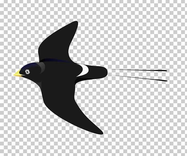 Passerine White-eyed River Martin Bird White-headed Saw-wing African River Martin PNG, Clipart, Animals, Annexe I De La Cites, Beak, Bird, Critically Endangered Free PNG Download