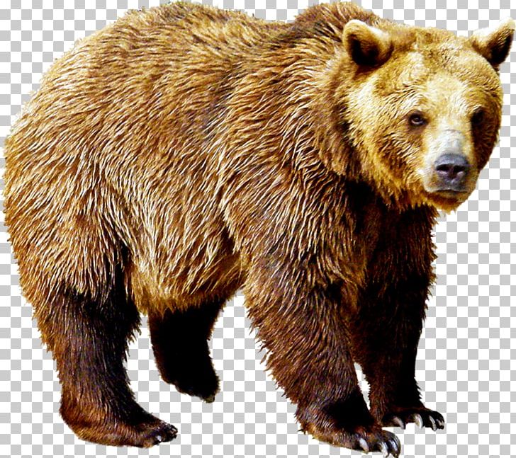 Polar Bear Brown Bear PNG, Clipart, Animal, Animals, Basabizitza, Bear, Bear Hunting Free PNG Download