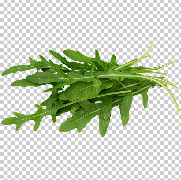 Arugula Lettuce Leaf Vegetable Salad Endive PNG, Clipart, Arugula, Endive, Eruca, Flavor, Herb Free PNG Download
