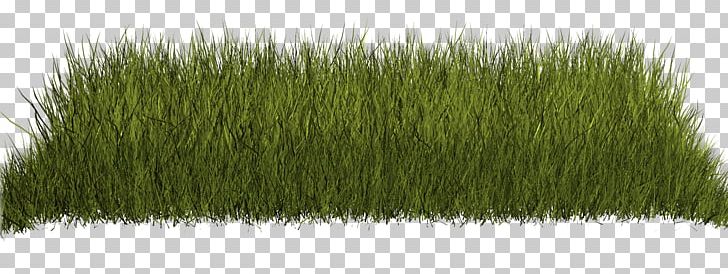 Lawn Green Flower Garden PNG, Clipart, Chrysopogon Zizanioides, Color, Digital Image, Grass, Grass Family Free PNG Download
