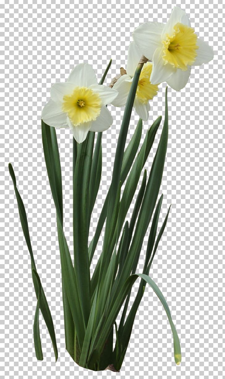 Narcissus Pseudonarcissus Narcissus Tazetta I Wandered Lonely As A Cloud PNG, Clipart, Amaryllis Family, Bestoftheday, Bulb, Cute, Cut Flower Free PNG Download