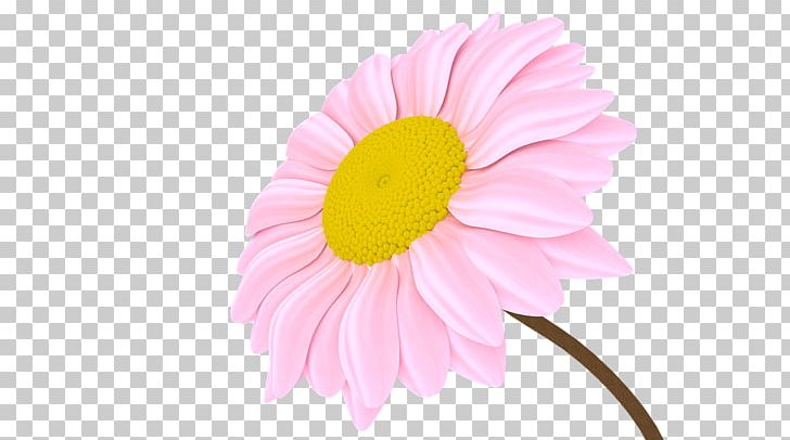 Transvaal Daisy Chrysanthemum Close-up Petal Pink M PNG, Clipart, Chrysanthemum, Chrysanths, Closeup, Closeup, Daisy Free PNG Download