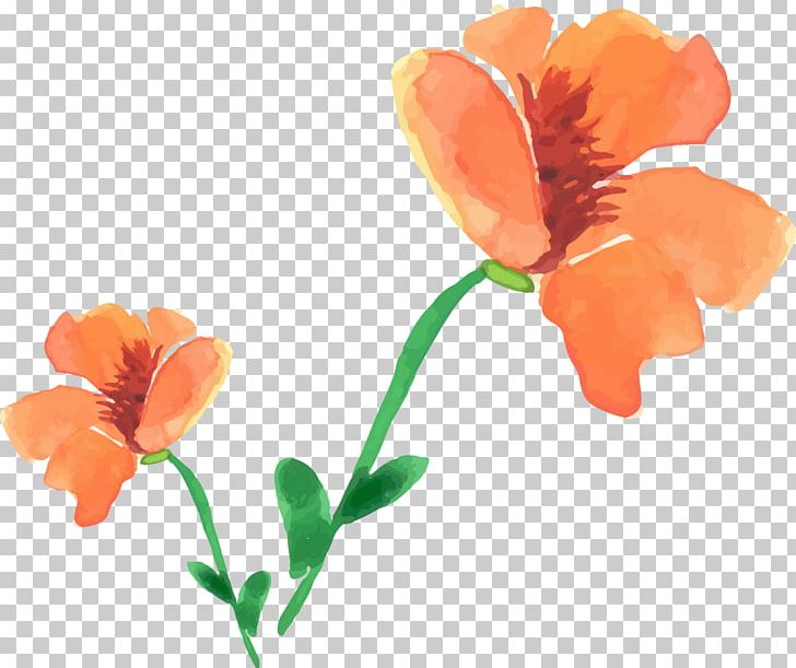 Watercolor Painting Poppy Flower PNG, Clipart, Annual Plant, Floral, Flower, Flowers, Orange Free PNG Download