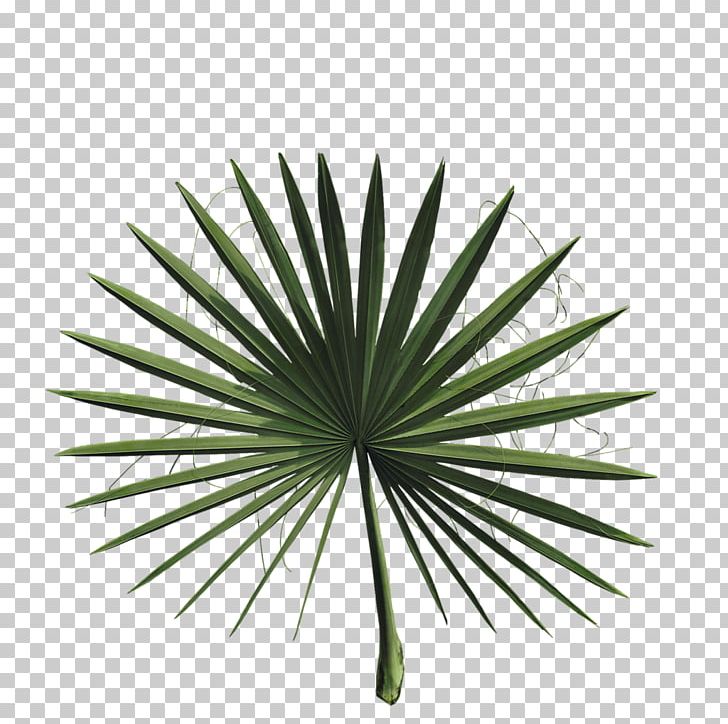 2018 Nissan LEAF Asian Palmyra Palm Arecaceae Plant PNG, Clipart, 2018 Nissan Leaf, Arecaceae, Arecales, Asian Palmyra Palm, Bismarckia Free PNG Download