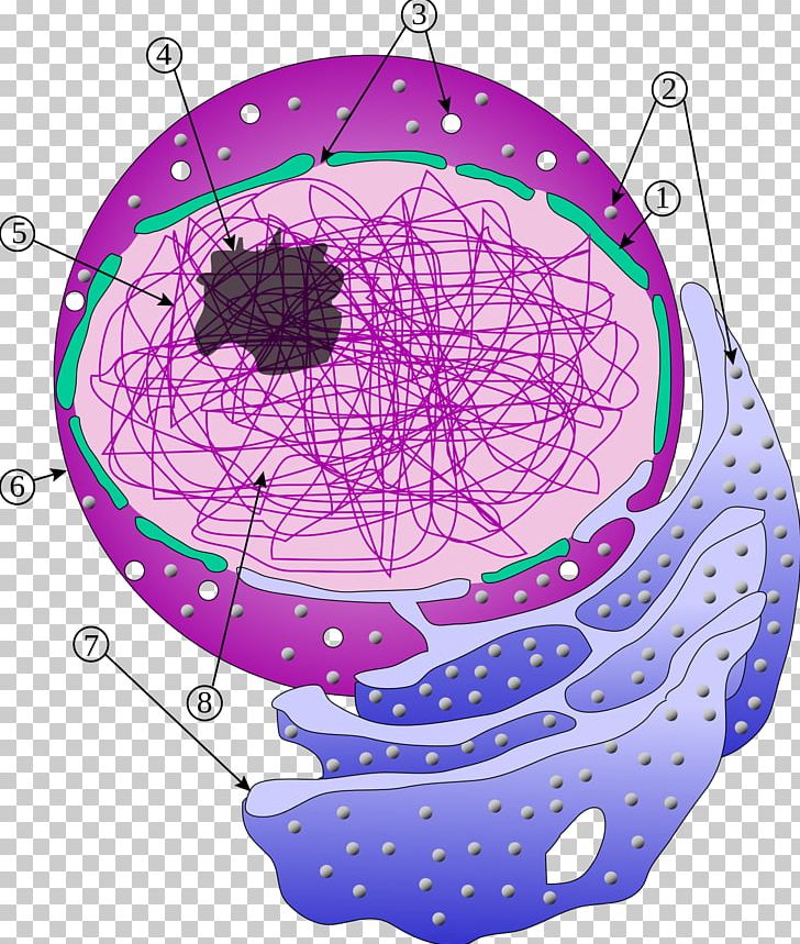 Endoplasmic Reticulum Cell Nucleus PNG, Clipart, Cell, Cell Membrane, Cell Nucleus, Circle, Data Free PNG Download