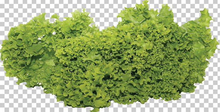 Portable Network Graphics Leaf Vegetable Salad Growing Vegetables And Herbs PNG, Clipart, Broccoli, Food, Food Drinks, Garden, Garden Salad Free PNG Download