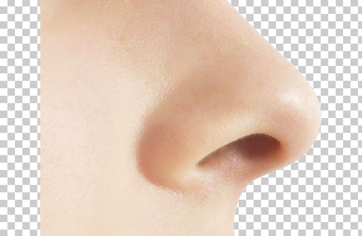 Human Nose Olfaction PNG, Clipart, Anatomy Of The Human Nose, Cheek, Chin, Closeup, Encapsulated Postscript Free PNG Download