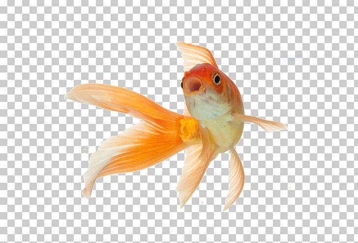 Koi Comet Fantail Black Telescope PNG, Clipart, Animal, Animals, Aquarium, Black Telescope, Bony Fish Free PNG Download