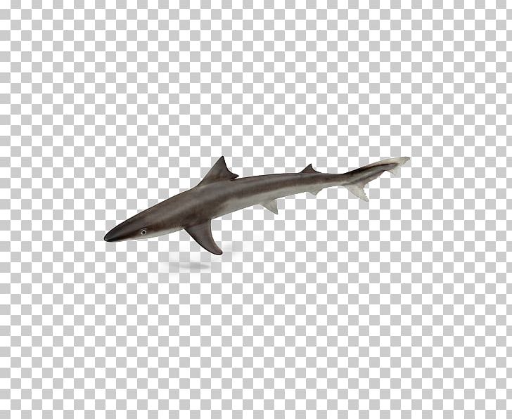 Shark Fin Soup Requiem Shark Shark Finning PNG, Clipart, 3d Computer Graphics, Animals, Cartilaginous Fish, Cartoon Shark, Cute Shark Free PNG Download