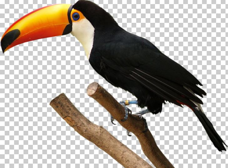 Bird Toco Toucan Parrot PNG, Clipart, Animals, Beak, Bird, Clip Art, Drawing Free PNG Download