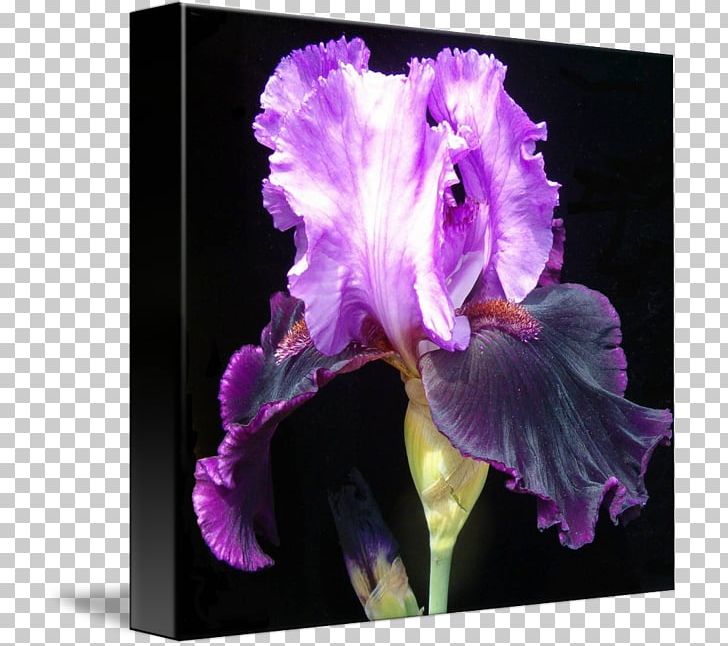 Cattleya Orchids Family Violet PNG, Clipart, Cattleya, Cattleya Orchids, Family, Flower, Flowering Plant Free PNG Download