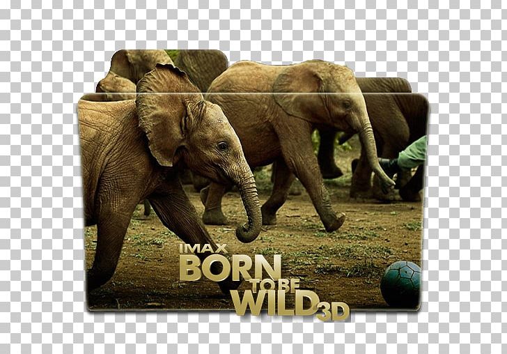 Film Poster Hollywood Documentary Film PNG, Clipart, Afr, Be Born, Born To Be Wild, Cinema, Cinematography Free PNG Download