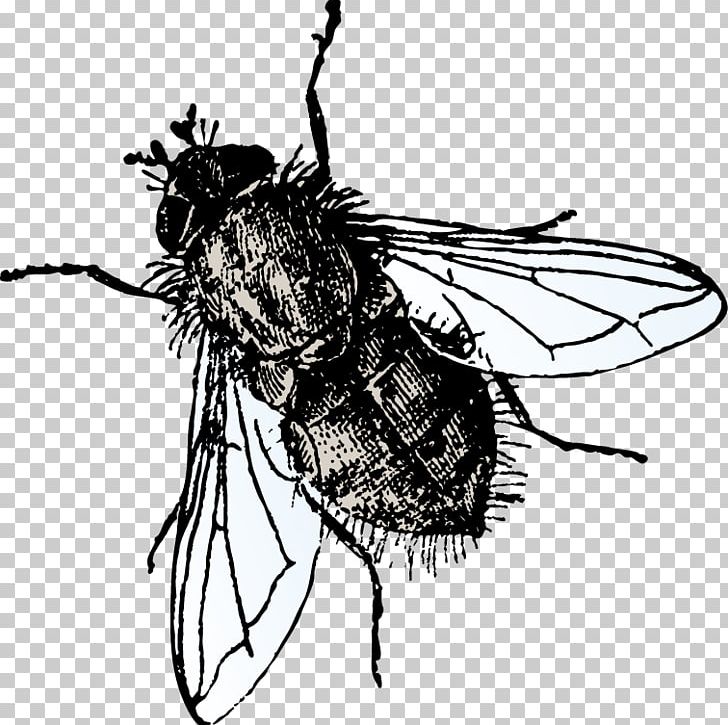 Insect Microsoft PowerPoint Microsoft Office Template Fly PNG, Clipart, Animals, Arthropod, Bee, Black, Decoration Free PNG Download