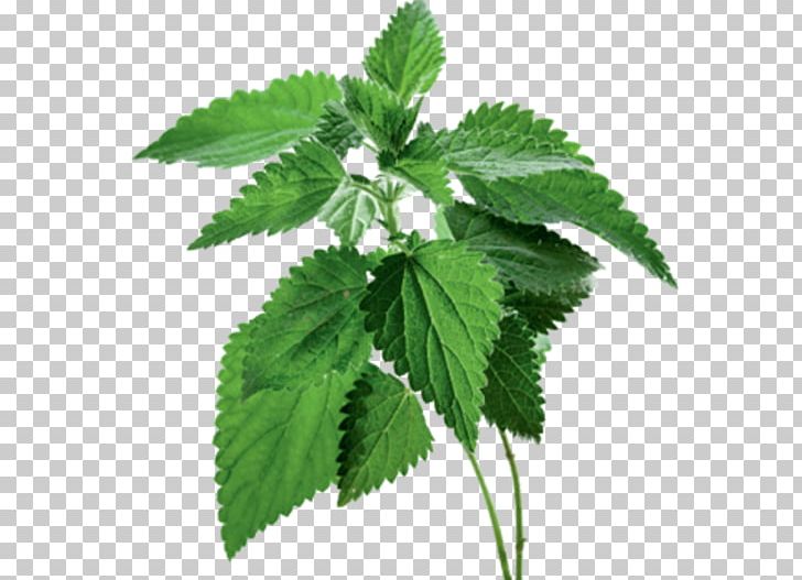 Common Nettle Food Extract Herb Therapy PNG, Clipart, Common Nettle, Dioecy, Extract, Flavonoid, Food Free PNG Download