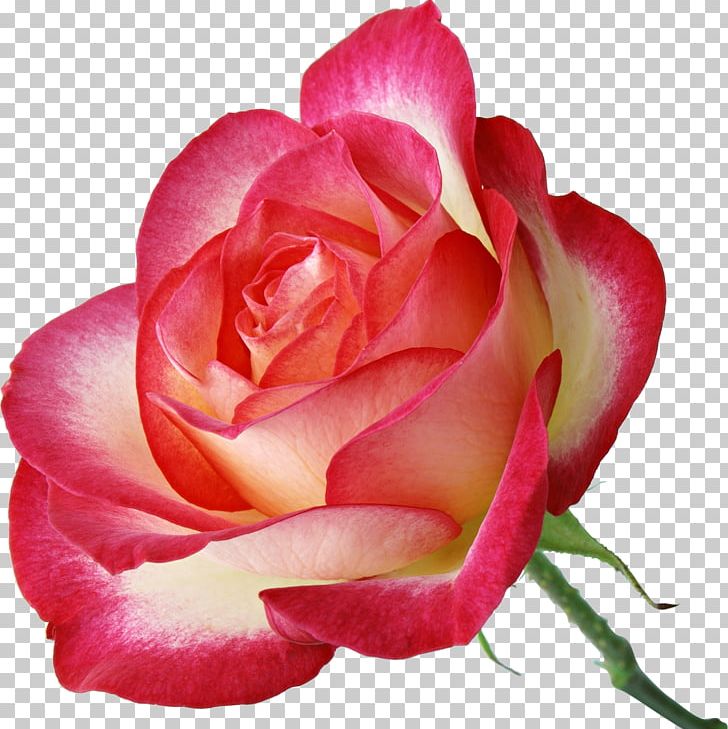 Garden Roses Pink PNG, Clipart, Annual Plant, China Rose, Closeup, Color, Cut Flowers Free PNG Download