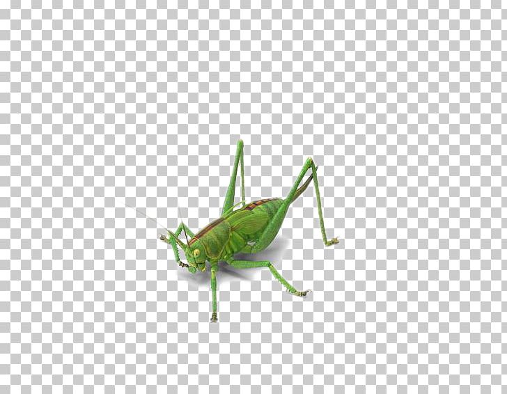 Grasshopper Insect Locust Green PNG, Clipart, 3d Computer Graphics, Animals, Arthropod, Background Green, Bush Crickets Free PNG Download