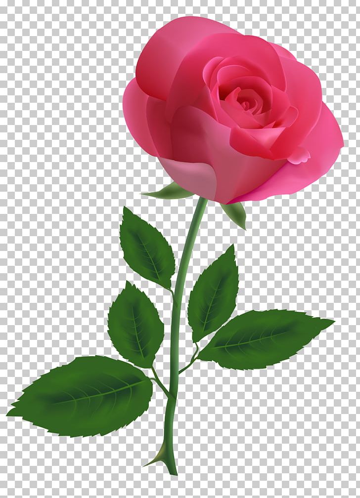 Rose Pink Free PNG, Clipart, Blog, Bud, Color, Cut Flowers, Floribunda Free PNG Download
