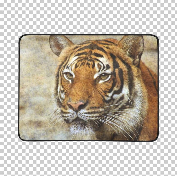 Tiger Whiskers Cat Snout Terrestrial Animal PNG, Clipart, Animal, Animals, Big Cat, Big Cats, Carnivoran Free PNG Download