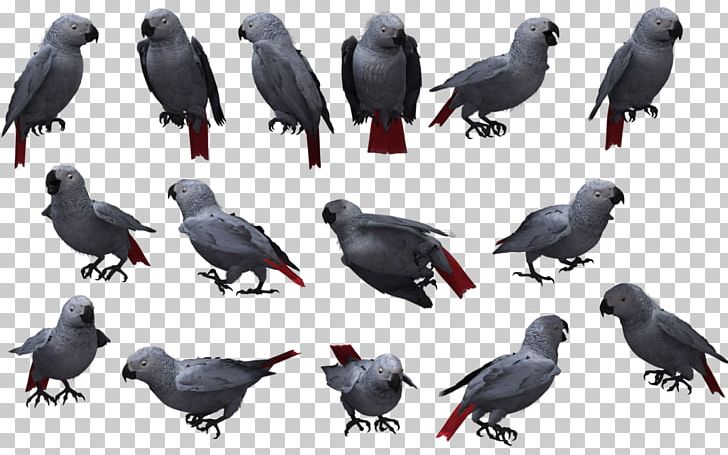 American Crow Bird Grey Parrot PNG, Clipart, African Parrot, American Crow, Animals, Beak, Bird Free PNG Download