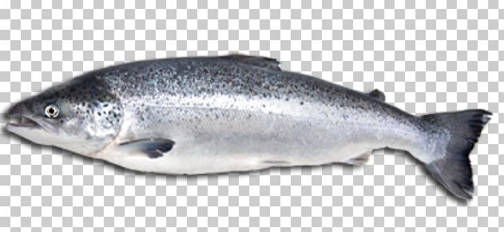 Atlantic Salmon Fish Salmonids Food PNG, Clipart, Atlantic Salmon, Barramundi, Bony Fish, Diversity Of Fish, Eat Fish Free PNG Download