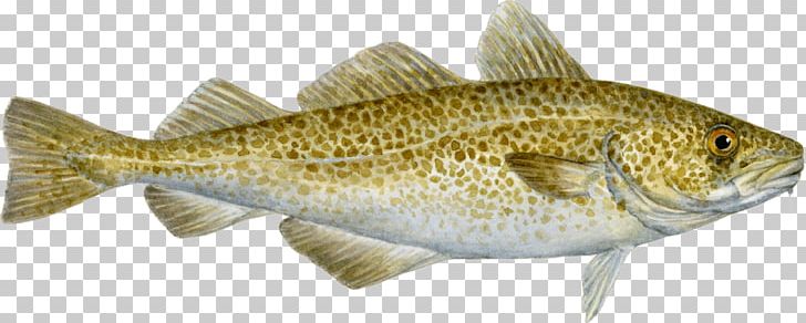 COD: A Biography Of The Fish That Changed The World Cod Wars Seafood Watch Atlantic Cod PNG, Clipart, Animal Figure, Atlantic Cod, Barramundi, Bass, Bony Fish Free PNG Download