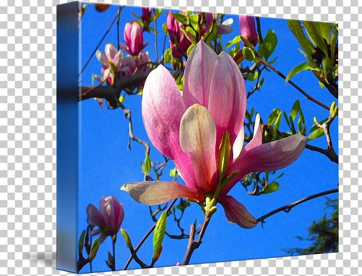 Magnoliaceae Painting Flowering Plant Art PNG, Clipart, Art, Artist, Blossom, Branch, Computer Wallpaper Free PNG Download