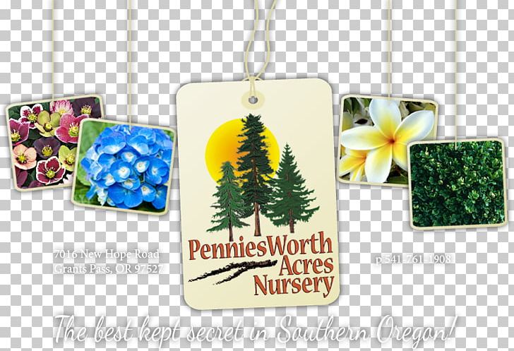 Penniesworth Acres Nursery Deodar Cedar Tree Evergreen Coast Redwood PNG, Clipart, Cedar, Cedrus Libani, Christmas Ornament, Coast Redwood, Cultivar Free PNG Download