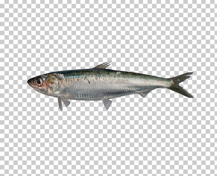 Sardine European Pilchard Fish European Anchovy Pelagic Zone PNG, Clipart, Anchovy, Animals, Atlantic Bonito, Bonito, Bony Fish Free PNG Download