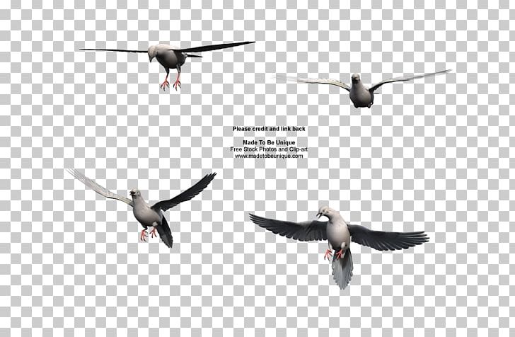 Columbidae Bird Migration Mourning Dove Flight PNG, Clipart, Animal, Animal Migration, Beak, Bird, Bird Migration Free PNG Download
