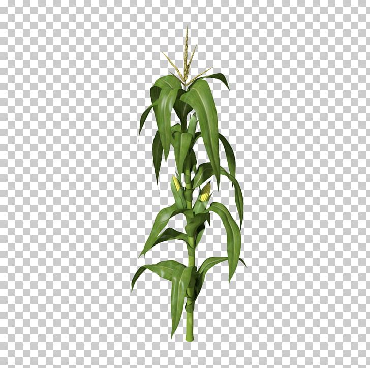 Maize 3D Computer Graphics Stock Photography PNG, Clipart, 3d Computer Graphics, 3d Modeling, Branch, Clipart, Clip Art Free PNG Download