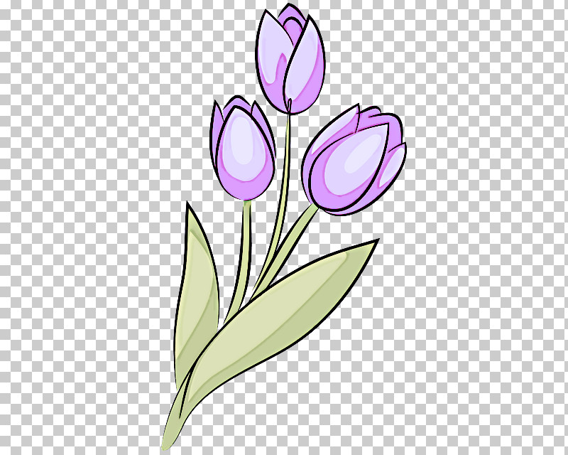 Tulip Plant Stem Cut Flowers Petal Purple PNG, Clipart, Biology, Cut Flowers, Flower, Petal, Plants Free PNG Download