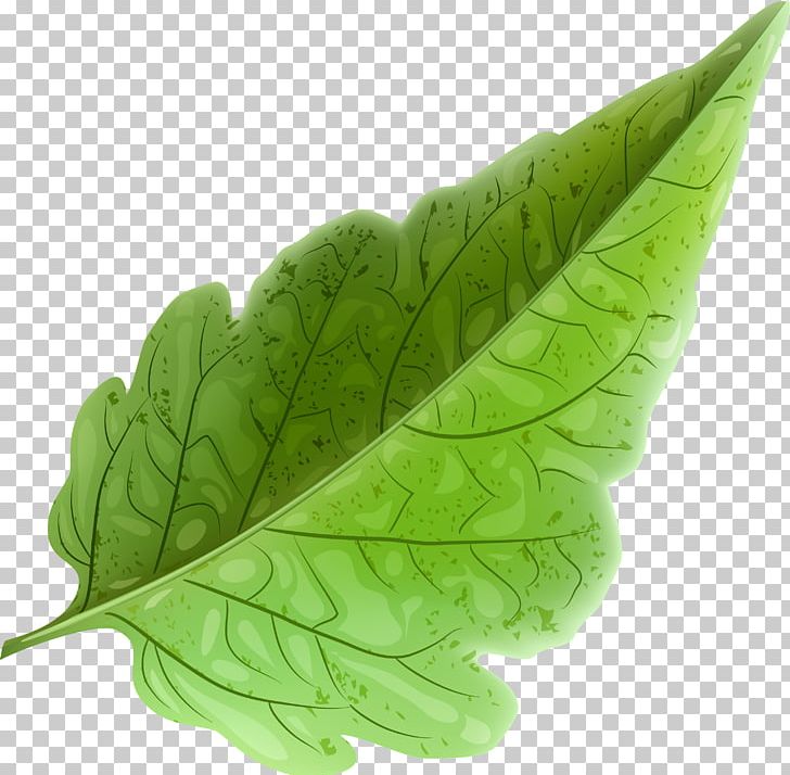 Leaf Vecteur PNG, Clipart, Backgroun, Decorative, Decorative Pattern, Download, Drawing Free PNG Download