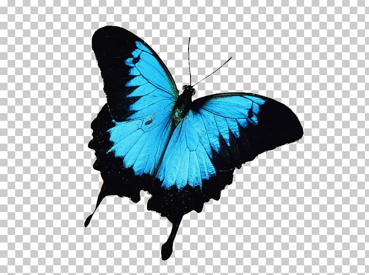 Painting Art Diamond Canvas PNG, Clipart, Art, Arthropod, Art Museum, Brush Footed Butterfly, Butterfly Free PNG Download