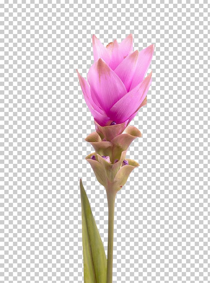 Thailand Curcuma Alismatifolia Tulip Turmeric PNG, Clipart, Cut Flowers, Drawing, Flower, Flowering Plant, Flowers Free PNG Download