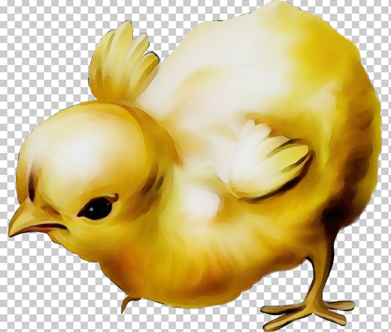 Yellow Chicken Bird Beak PNG, Clipart, Beak, Bird, Chicken, Paint, Watercolor Free PNG Download