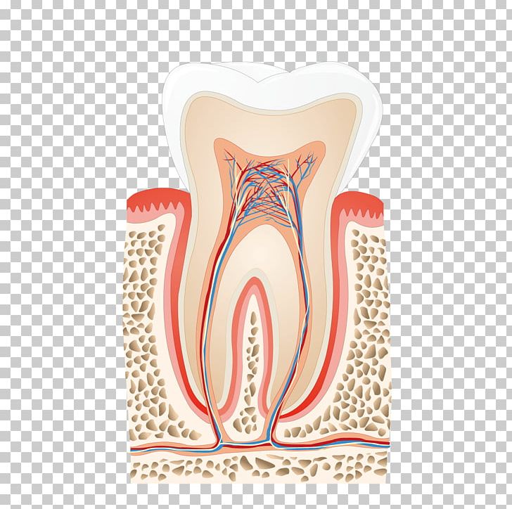 Human Tooth Nerve Pulp Dentist Root Canal PNG, Clipart, Blood Vessel, Cartoon Tooth, Company Profile, Company Profile Design, Dental Free PNG Download