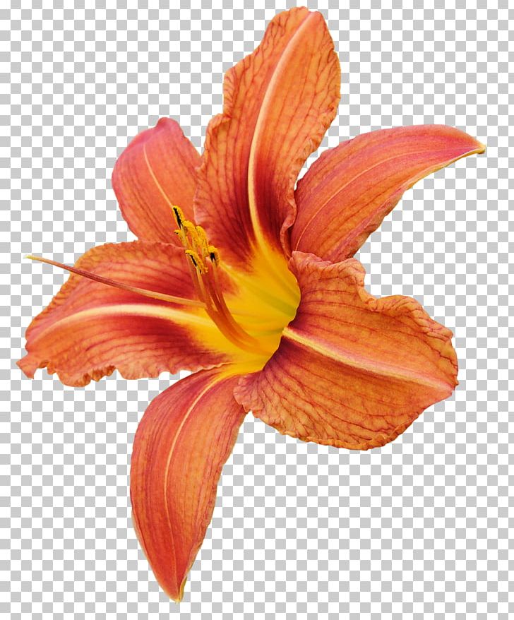 Cut Flowers Lilium Orange Petal PNG, Clipart, Amaryllis Belladonna, Color, Cut Flowers, Daylily, Flower Free PNG Download