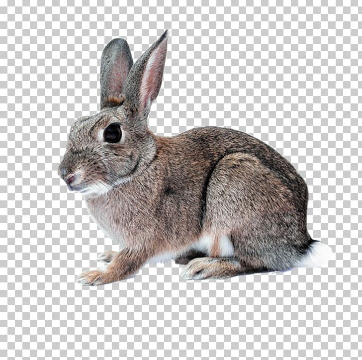 Hare Domestic Rabbit White Rabbit Cruelty-free Easter Bunny PNG, Clipart, Animal, Animals, Bunny Rabbit, Cruelty Free, Crueltyfree Free PNG Download