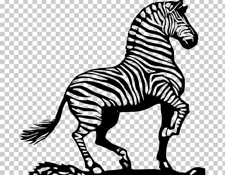 Zebra Horse Black And White PNG, Clipart, Animated Zebra Cliparts, Black And White, Drawing, Fauna, Graphic Design Free PNG Download