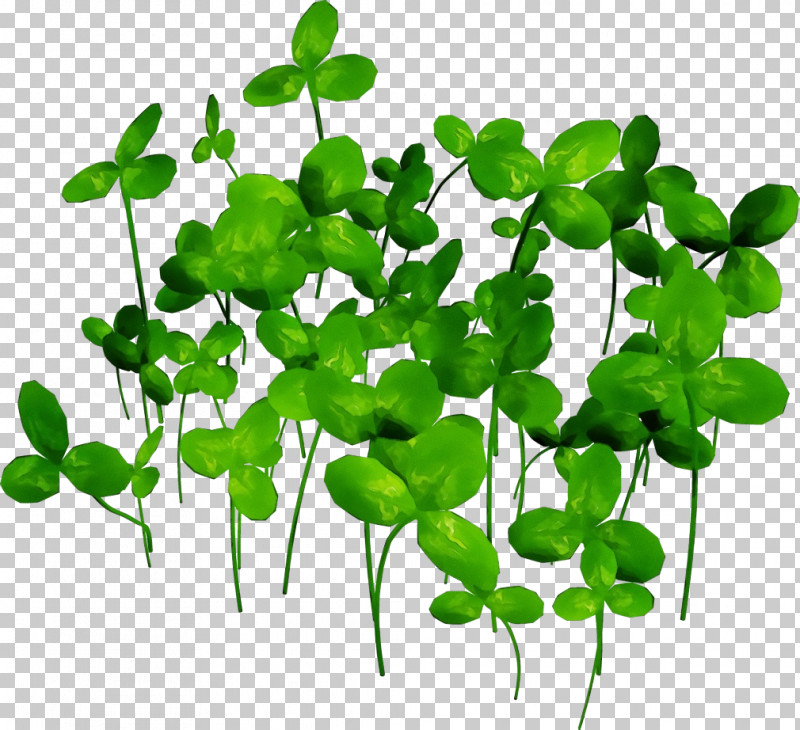 Leaf Plant Green Flower Plant Stem PNG, Clipart,  Free PNG Download
