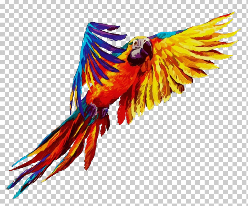 Bird Macaw Wing Parrot Beak PNG, Clipart, Beak, Bird, Budgie, Macaw, Paint Free PNG Download